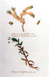 Sphagnum cymbifolium — Flora Batava — Volume v11. Free illustration for personal and commercial use.