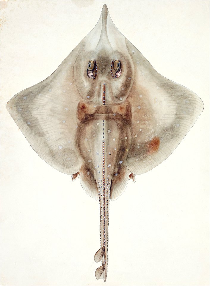 Southern Pacific fishes illustrations by F.E. Clarke 94