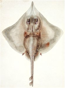 Southern Pacific fishes illustrations by F.E. Clarke 94