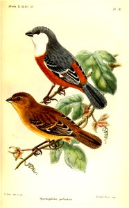 SpermophilaPalustrisHart