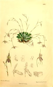 Specklinia aristata (as Pleurothallis barberiana) - Curtis' 112 (Ser. 3 no. 42) pl. 6886 (1886)
