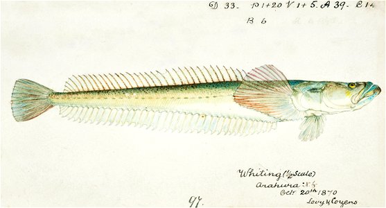 Southern Pacific fishes illustrations by F.E. Clarke 43