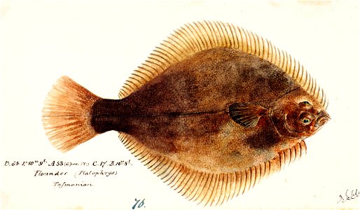 Southern Pacific fishes illustrations by F.E. Clarke 54