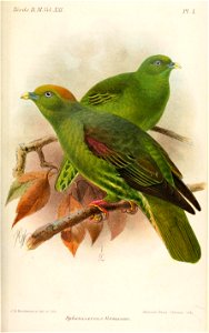 SphenocercusFormosaeKeulemans