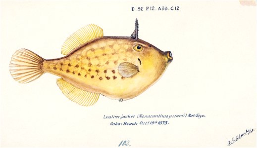 Southern Pacific fishes illustrations by F.E. Clarke 69