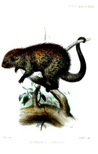SphingurusSpinosusSmit