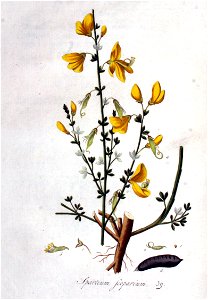 Spartium scoparium — Flora Batava — Volume v1