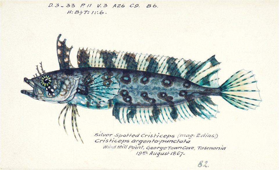 Southern Pacific fishes illustrations by F.E. Clarke 21
