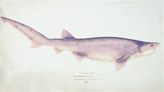 Southern Pacific fishes illustrations by F.E. Clarke 90
