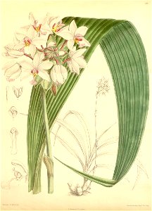 Spathoglottis plicata (as Spathoglottis vieillardii) - Curtis' 114 (Ser. 3 no. 44) pl. 7013 (1888). Free illustration for personal and commercial use.