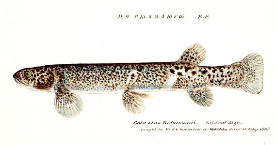 Southern Pacific fishes illustrations by F.E. Clarke 98