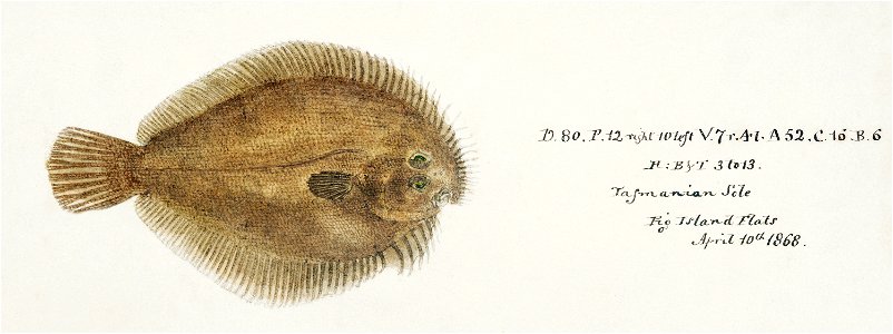 Southern Pacific fishes illustrations by F.E. Clarke 36
