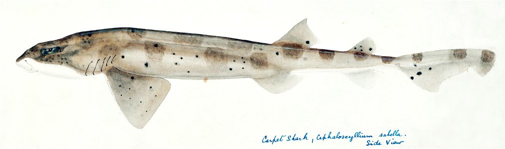 Southern Pacific fishes illustrations by F.E. Clarke 108