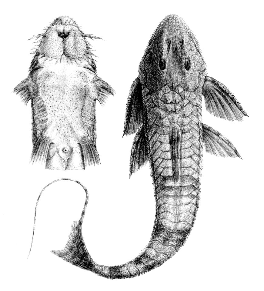 Spatuloricaria evansii