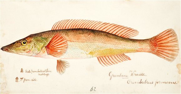 Southern Pacific fishes illustrations by F.E. Clarke 118