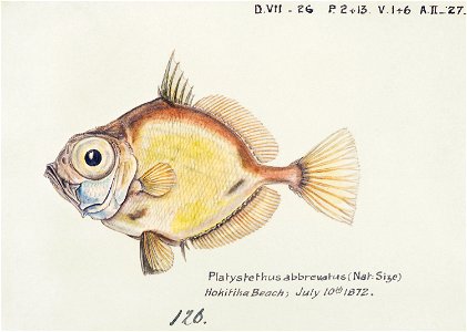 Southern Pacific fishes illustrations by F.E. Clarke 65. Free illustration for personal and commercial use.