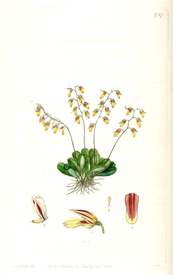 Specklinia grobyi (as Pleurothallis grobyi) - Edwards vol 21 pl 1797 (1836)