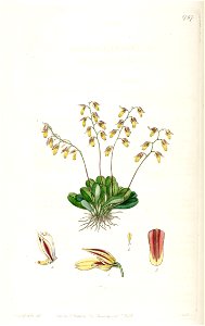 Specklinia grobyi (as Pleurothallis grobyi) - Edwards vol 21 pl 1797 (1836)