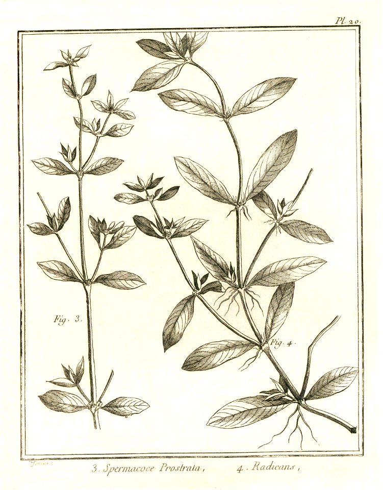 Spermacoce prostrata - radicans Aublet 1775 pl 20