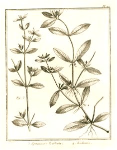 Spermacoce prostrata - radicans Aublet 1775 pl 20
