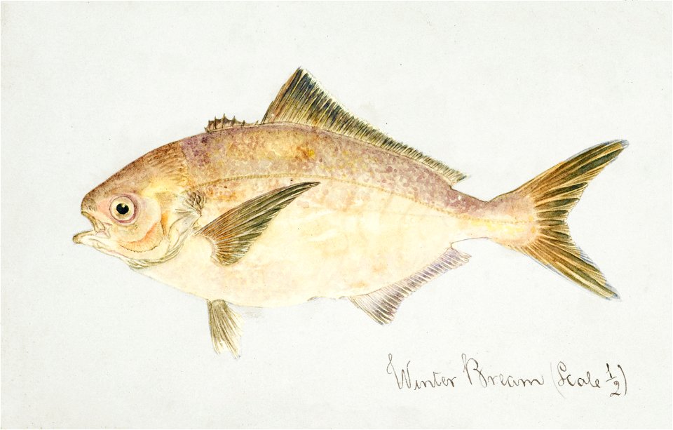 Southern Pacific fishes illustrations by F.E. Clarke 25
