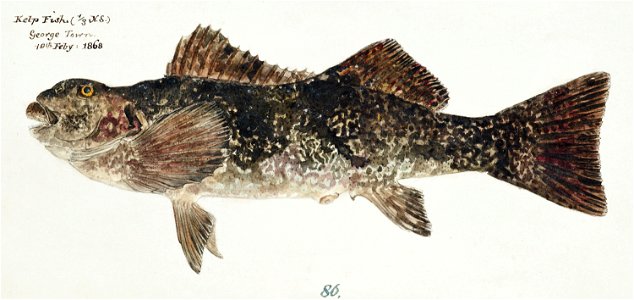 Southern Pacific fishes illustrations by F.E. Clarke 32