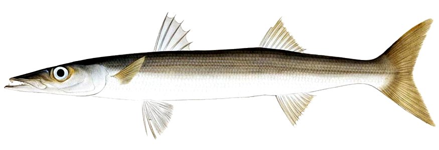 Sphyraena pinguis