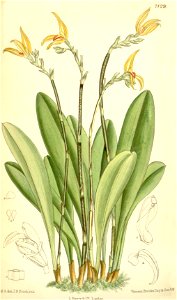 Specklinia endotrachys (as Pleurothallis platyrachis) - Curtis' 116 (Ser. 3 no. 46) pl. 7129 (1890)