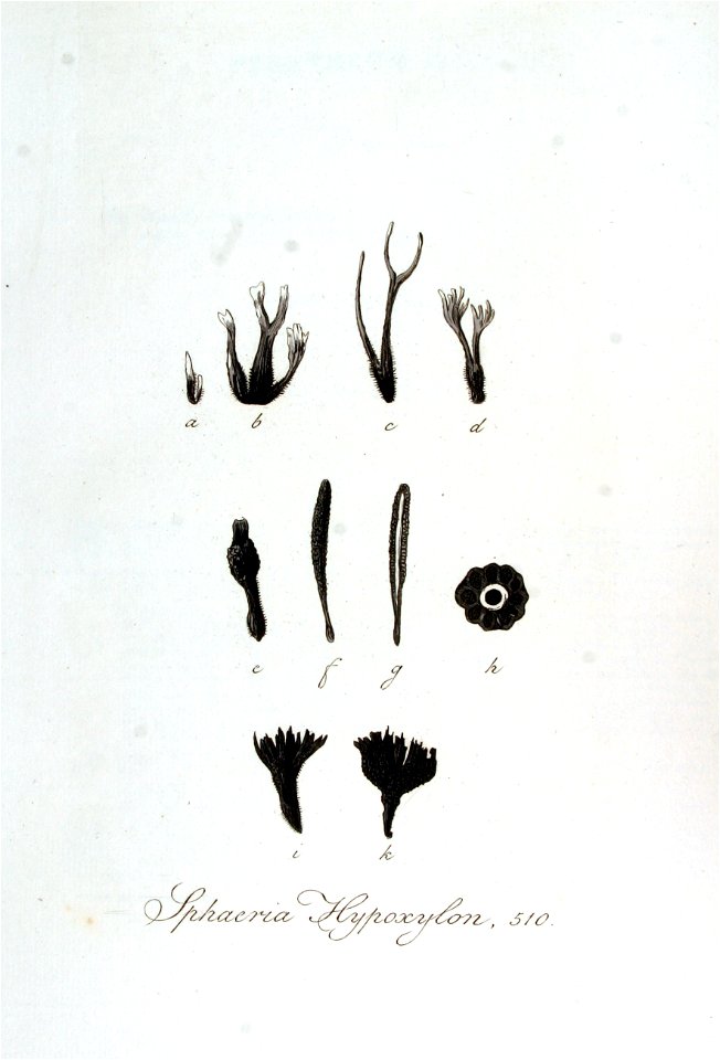 Sphaeria hypoxylon — Flora Batava — Volume v7