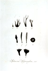 Sphaeria hypoxylon — Flora Batava — Volume v7