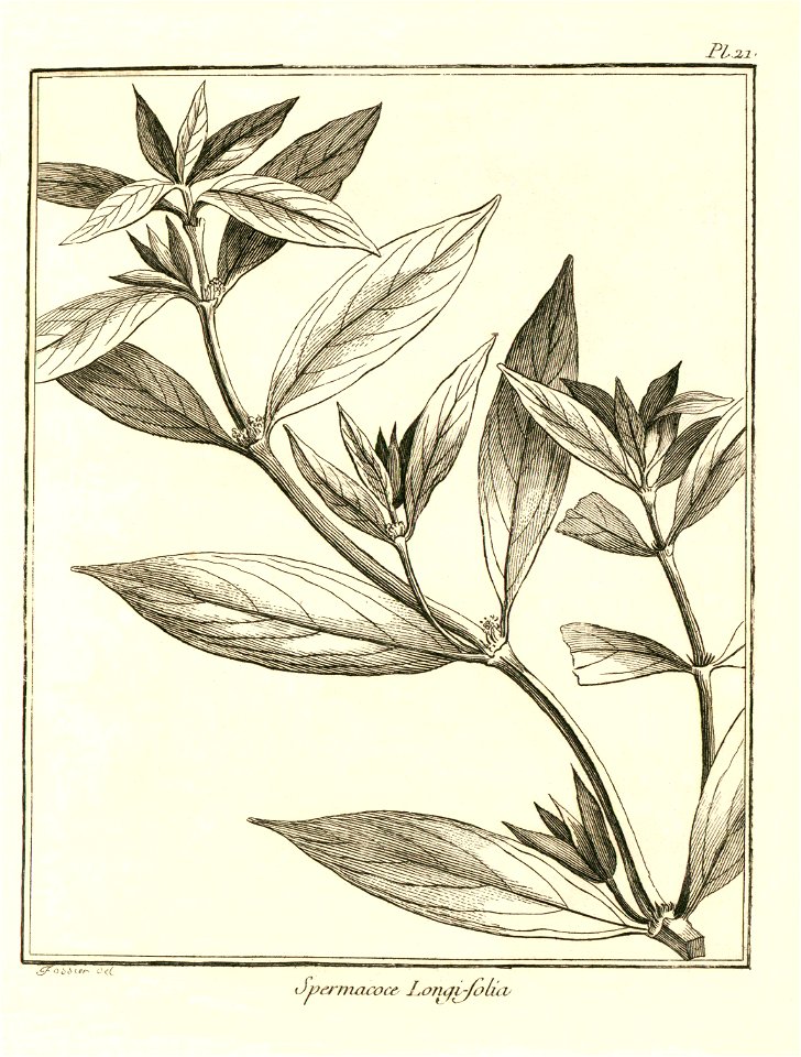 Spermacoce longifolia Aublet 1775 pl 21