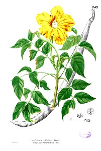 Spathodea sp Blanco2.242