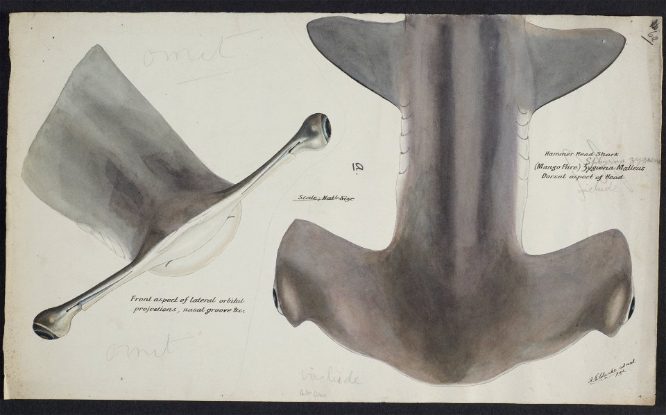 Sphyrna zygaena head by Frank Edward Clarke