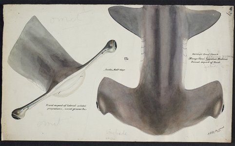 Sphyrna zygaena head by Frank Edward Clarke