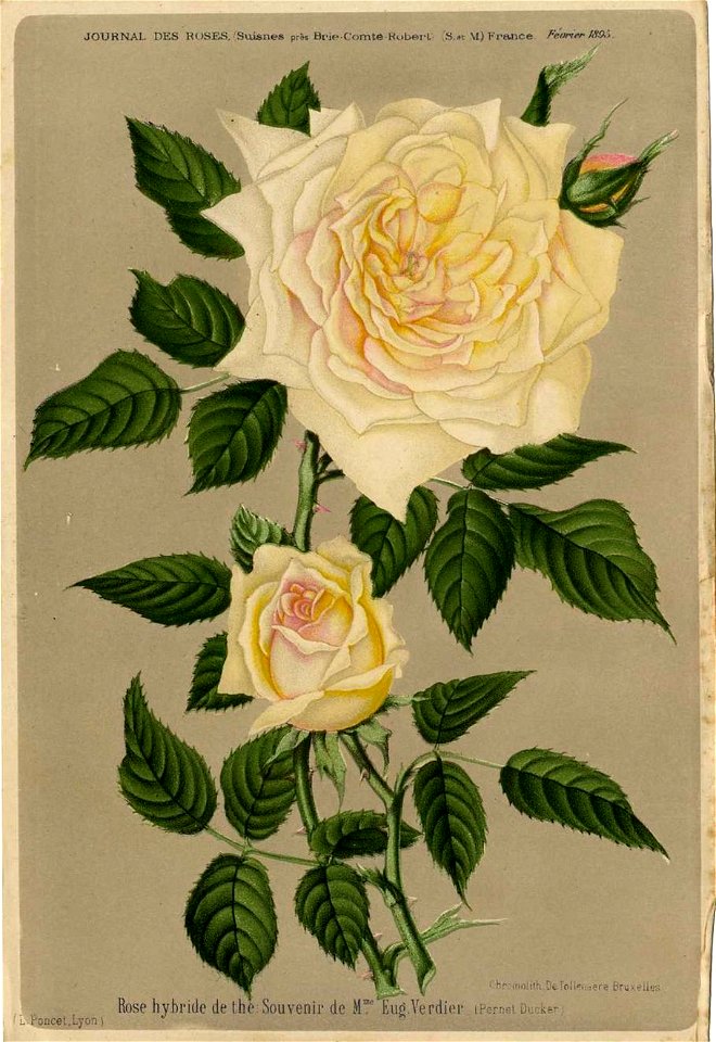 Souvenir de Madame Eugène Verdier