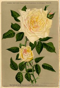 Souvenir de Madame Eugène Verdier