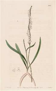 Spiranthes sinensis (as Neottia australis) - Bot. Reg. 7 pl. 602 (1821). Free illustration for personal and commercial use.