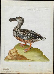 Spatula clypeata - 1790-1796 - Print - Iconographia Zoologica - Special Collections University of Amsterdam - UBA01 IZ17600475