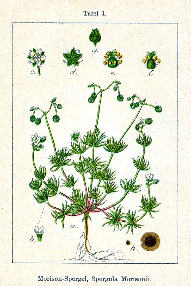 Spergula morisonii Sturm1
