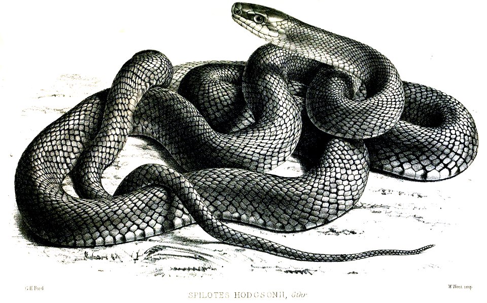 SpilotesHodgsoniFord