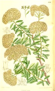Spiraea veitchii 137-8383