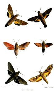 Sphingidae1Ford1875
