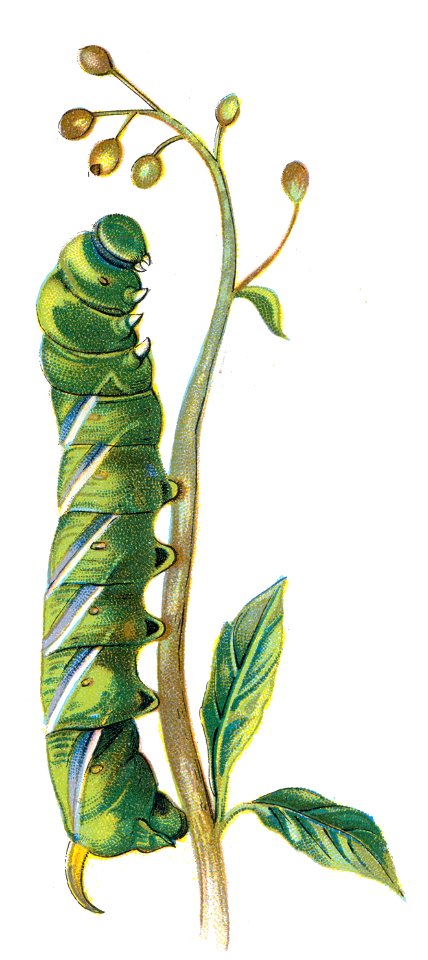 Sphinx ligustri chenille Nemos