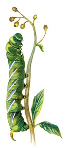 Sphinx ligustri chenille Nemos