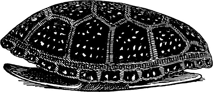 Speckled Turtle-TSF 0015
