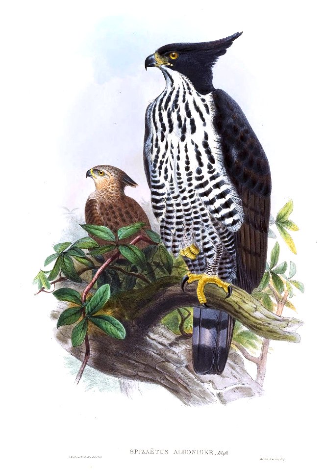 SpilornisAlbonigerGould