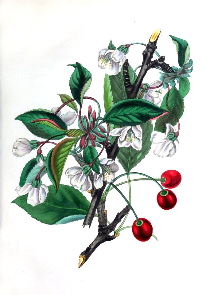 Spiritofthewoods WildCherry s6