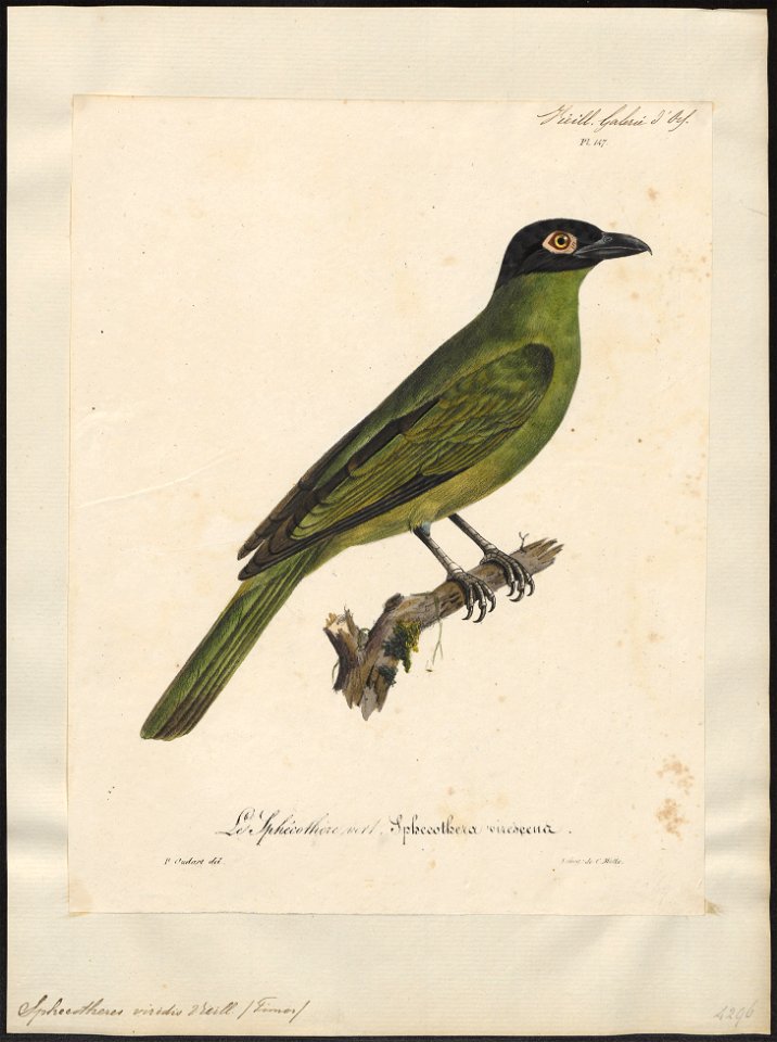 Sphecotheres viridis - 1825-1834 - Print - Iconographia Zoologica - Special Collections University of Amsterdam - UBA01 IZ16400155