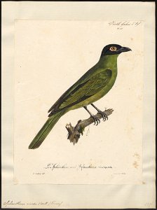 Sphecotheres viridis - 1825-1834 - Print - Iconographia Zoologica - Special Collections University of Amsterdam - UBA01 IZ16400155