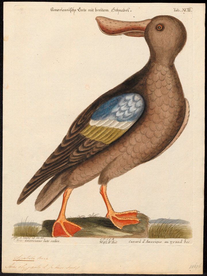 Spatula clypeata - 1700-1880 - Print - Iconographia Zoologica - Special Collections University of Amsterdam - UBA01 IZ17600479